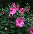 Hibiskus bylinowy Plum Crazy