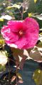 Hibiskus bylinowy Plum Crazy