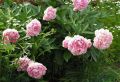 Piwonia SARAH BERNHARDT