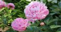 Piwonia SARAH BERNHARDT