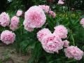 Piwonia SARAH BERNHARDT