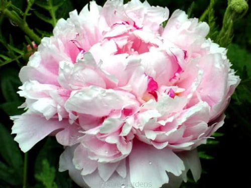Päonie SARAH BERNHARDT