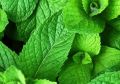 Mięta MOJITO