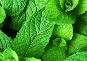 Mojito Minze