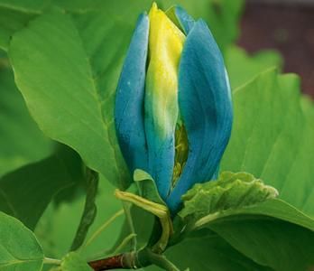 Magnolie BLUE OPAL