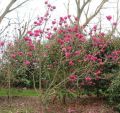 Magnolia CLEOPATRA