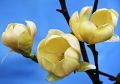 Magnolia HONEY TULIP