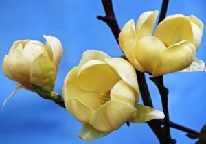 Magnolie HONEY TULIP