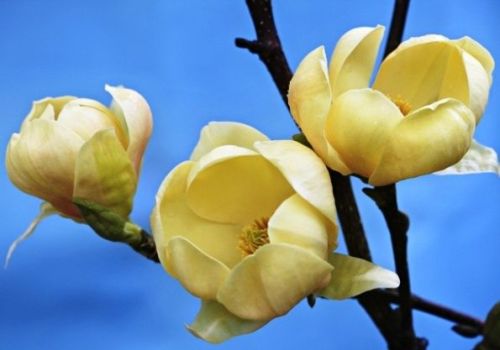 Magnolie HONEY TULIP
