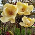 Magnolia HONEY TULIP