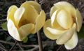 Magnolia HONEY TULIP