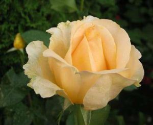 Edelrose CASANOVA