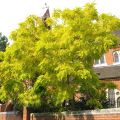 Akacja złota ROBINIA FRISIA