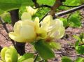 Magnolia SUNSATION