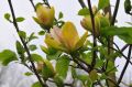Magnolia SUNSATION