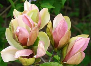 Magnolie WOODSMAN