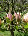 Magnolia WOODSMAN
