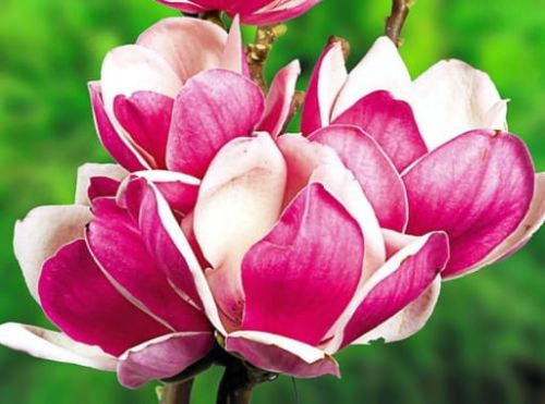 Magnolie SATISFACTION