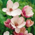Magnolia SATISFACTION