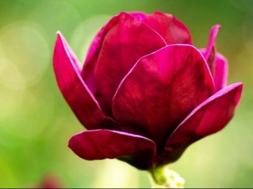 Magnolie RED AS RED