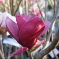 Magnolia czerwona RED AS RED