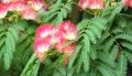 ALBIZIA julibrissin