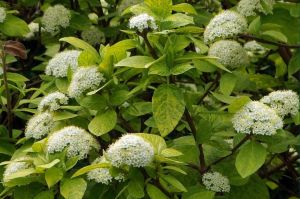 KALINA Hordovina AUREOVARIEGATA Geimpft