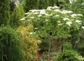 KALINA hordowina AUREOVARIEGATA SZCZEPIONA