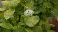 KALINA hordowina AUREOVARIEGATA SZCZEPIONA