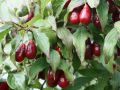 Dereń jadalny CORNUS MAS