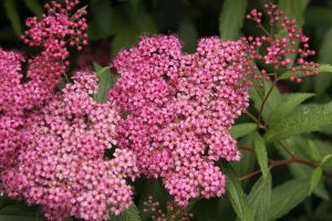 Japanische Spirea FROEBELII