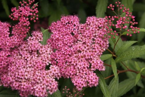 Japanische Spirea FROEBELII