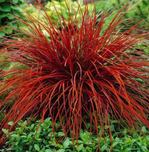 Uncinia rubra EVERFLAME