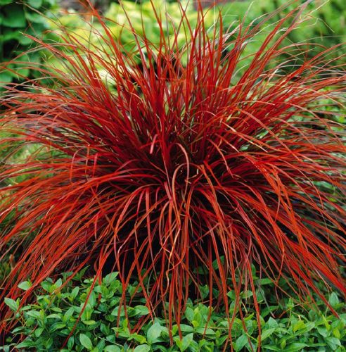 Uncinia rubra EVERFLAME