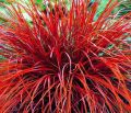 UNCINIA rubra EVERFLAME