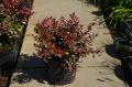 Berberys THUNBERGA INSPIRATION
