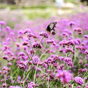 Verbena patagonica