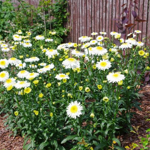 Chrysanthemum CRAZY DAISY