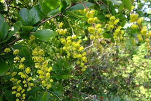 Berberis INDIAN SUMMER