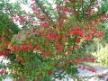 Berberis 'Indian Summer'