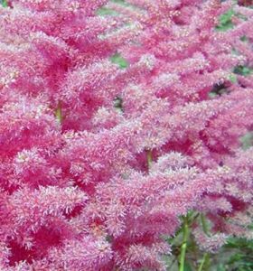 Astilbe ANITA PFEIFER