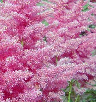 Astilbe ANITA PFEIFER