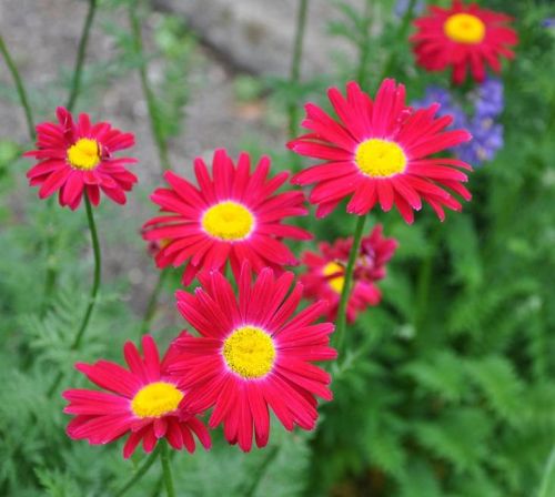 Chrysanthemum ROBINSON RED