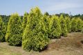 Thuja SUNKIST