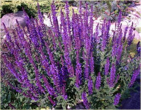 Salvia nemorosa MERLEAU BLUE