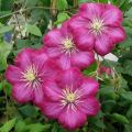 Powojnik CLEMATIS Ville De Lyon