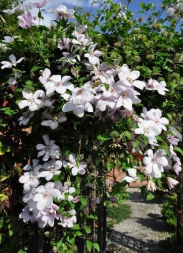 Clematis JAN PAWEŁ II