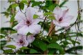 Powojnik Clematis JAN PAWEŁ II