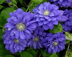 CLEMATIS KIRI TE KANAWA