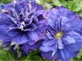 Powojnik CLEMATIS KIRI TE KANAWA